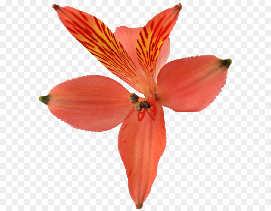Das Gebirge Zhiguli Orchideen Lilie der Inkas Schnittblumen - Blütenknospen