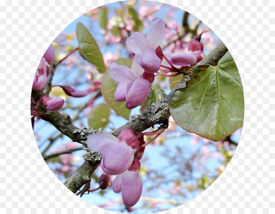 Lilac Petal Verzweigung - lila