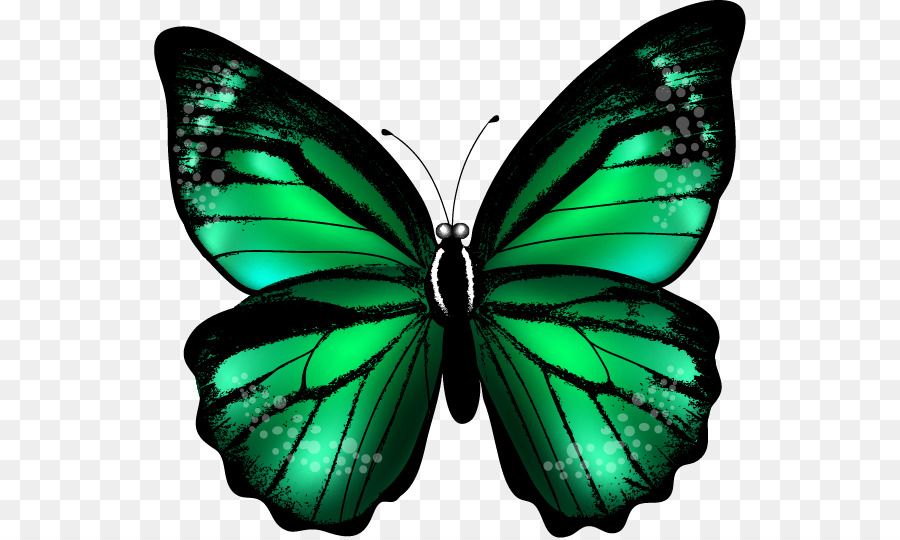 Bướm Màu Xanh Clip nghệ thuật - bướm