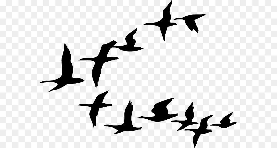 Canada Goose Bird Gregge Clip art - nuvole, cielo, città, silhouette