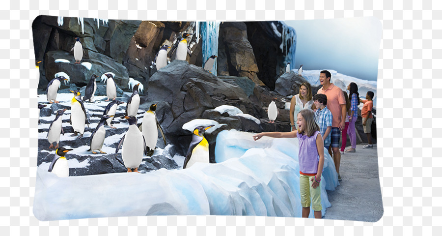 SeaWorld Orlando, Busch Gardens Tampa Antarktis: Empire of the Penguin, SeaWorld San Antonio Discovery Cove - Pinguin