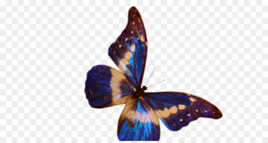 Bướm Xanh Clip nghệ thuật - bướm