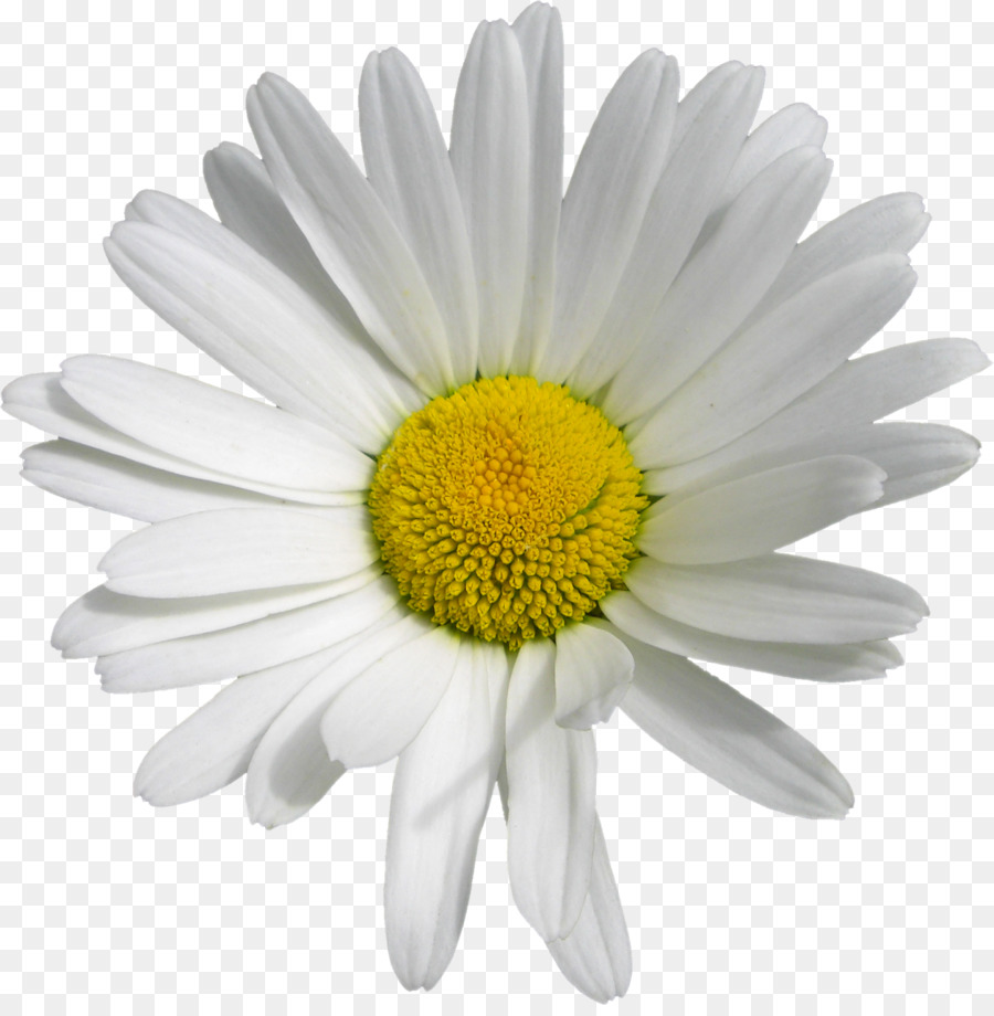 Oxeye Daisy Marguerite Daisy Chrysanthemum Transvaal Daisy Römische Kamille - Chrysantheme