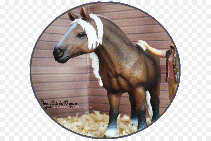 Fiel pony Fohlen Mustang Lipizzan - Mustang