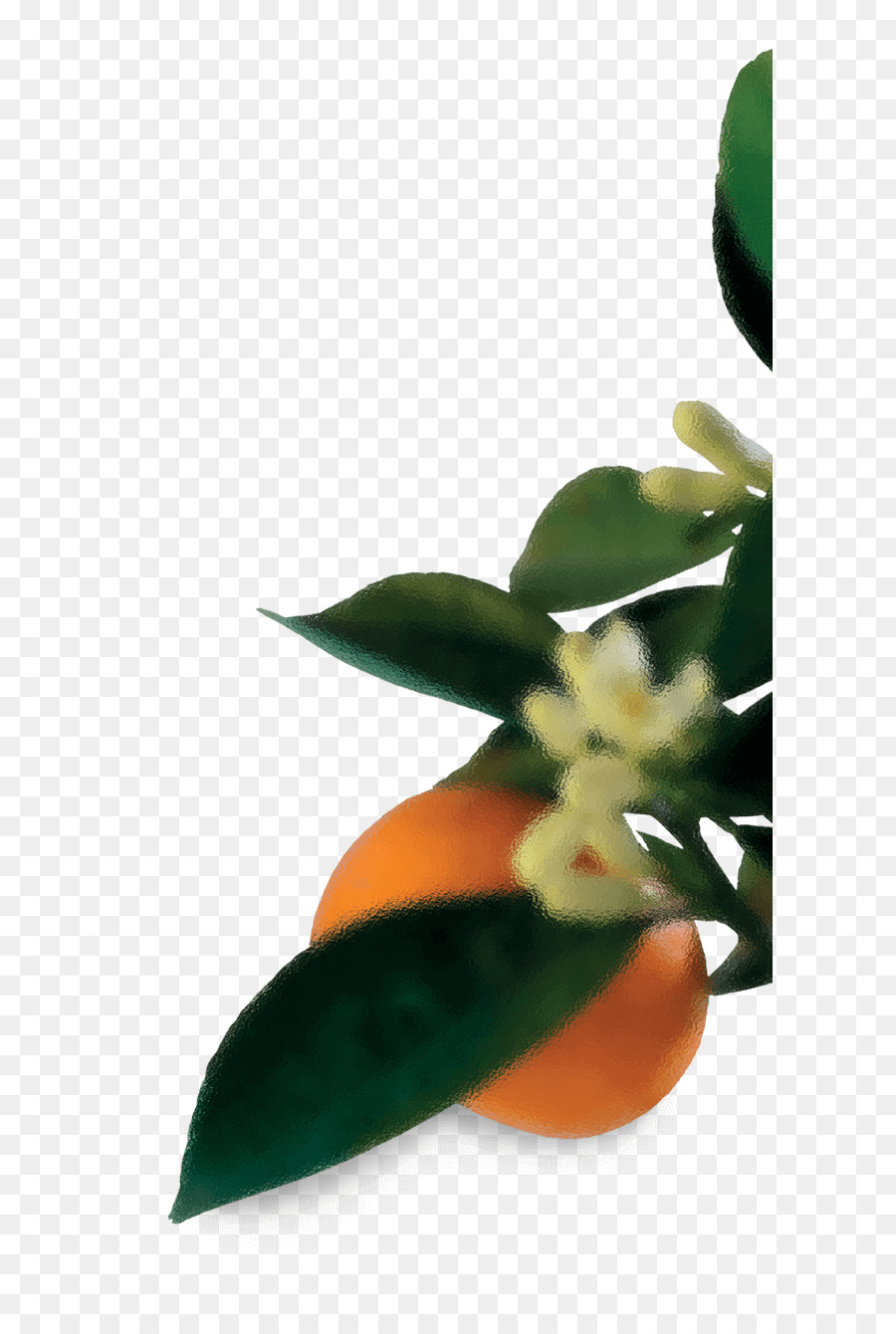 Foglia Vaso di Close-up di un Petalo di Frutta - foglia