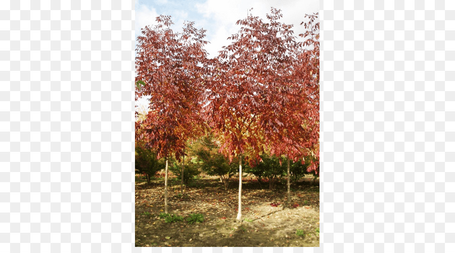 Zucker-Ahorn Baum, Sommergrüner Strauch Herbst Blatt Farbe - laub Proben