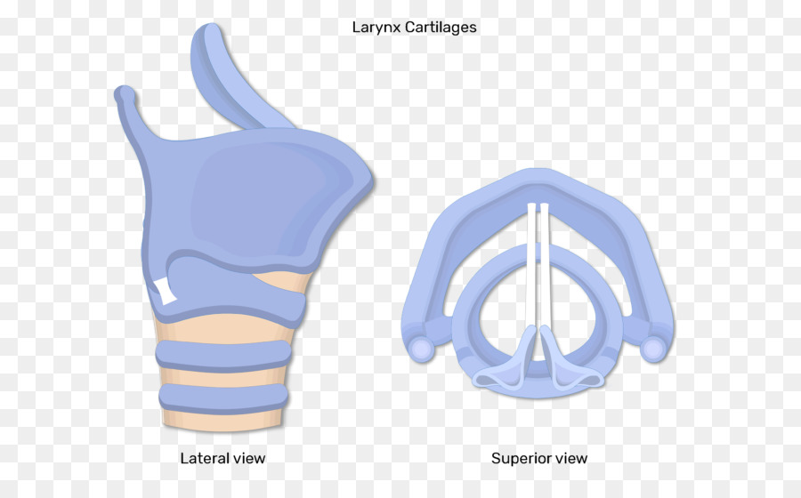 Muscoli della laringe Cancro della Laringe Anatomia - piega vocale