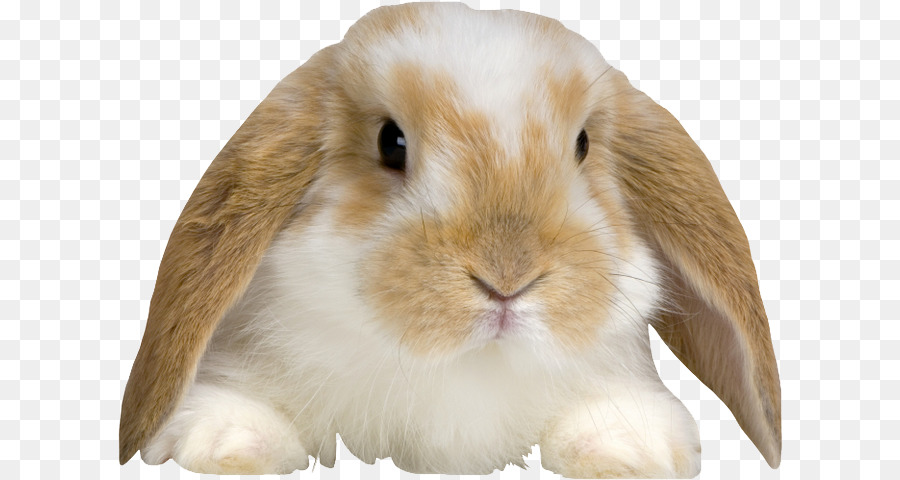 Holland Lop inglese Lop coniglio Morkie - coniglietto bambino