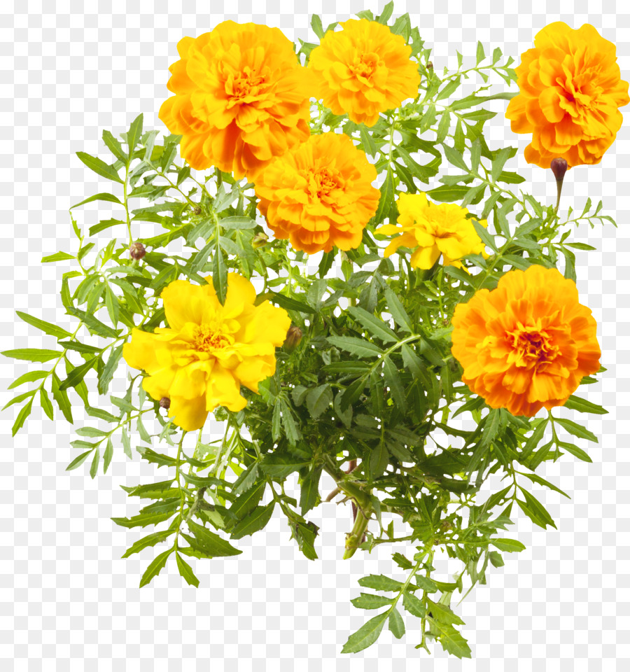 Zolfo cosmo Tagliare i fiori di Tagete pianta Annuale Subshrub - marrone floreale