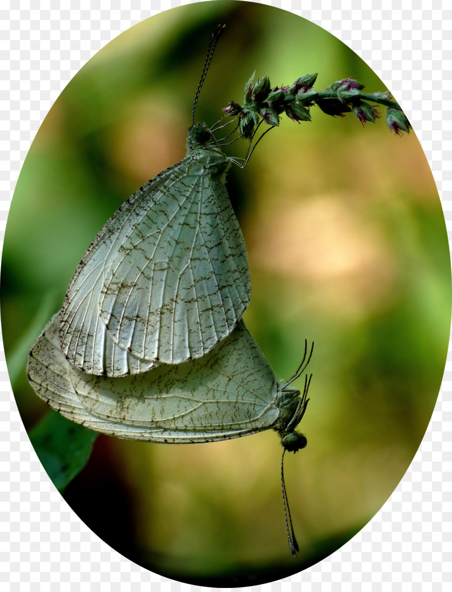 Bläulinge Pinsel footed butterflies Schmetterling, Falter Leptosia nina - Schmetterling