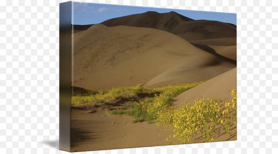 Sabbia di canto Ecoregione della comunità Vegetali - sabbia