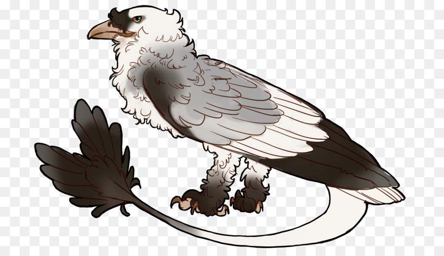 Eagle Fauna Falco A Becco - aquila