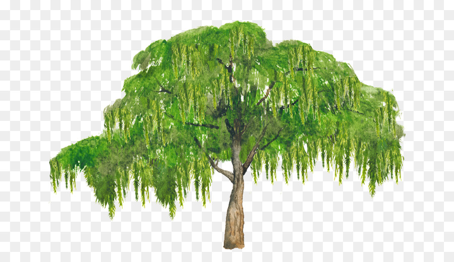 Schinus molle breitblättrigen Immergrünen Baum Pfeffer - Baum
