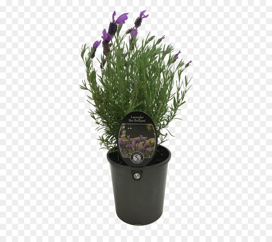Sansibar Gem Blumentopf Sukkulente Parrot - Lavendel pflanze