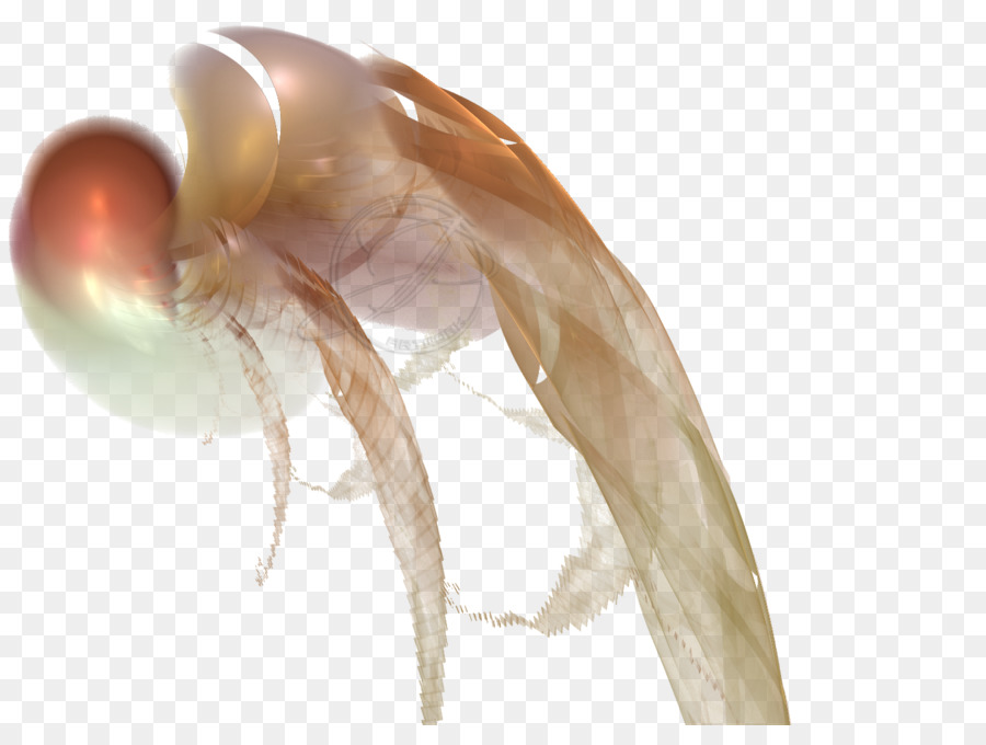 Insetto Parassita - insetto