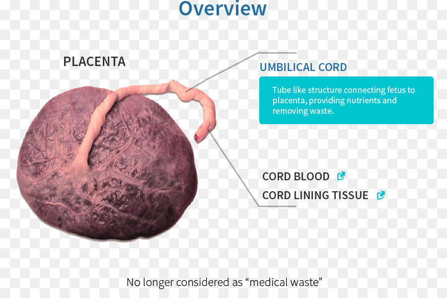 Lattogeno placentare Gravidanza Embriologia circolazione Fetale - Gravidanza
