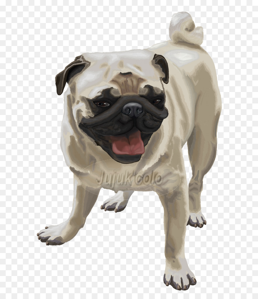 Carlino Toy Bulldog, Cane di razza cane da compagnia - segno