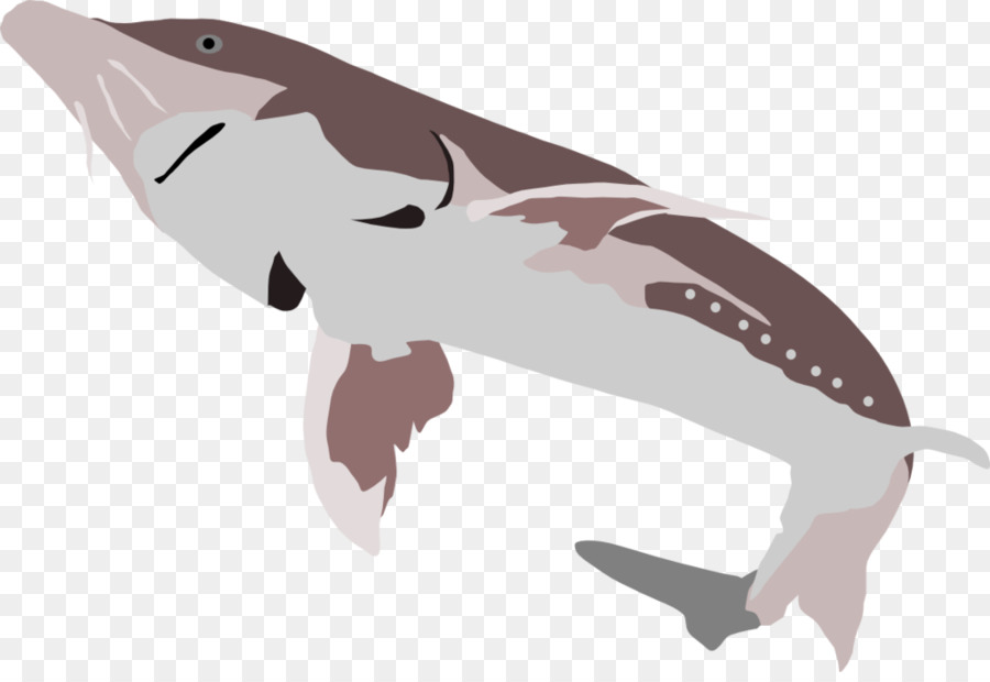 Beluga-Kaviar von Weißen Stör Tyrannosaurus Shark - andere