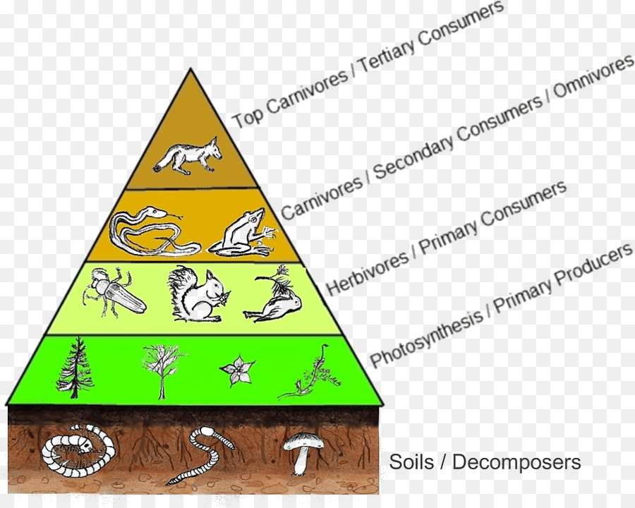 Livello trofico web di Cibo catena Alimentare Diagramma dei Consumatori - Piramide alimentare