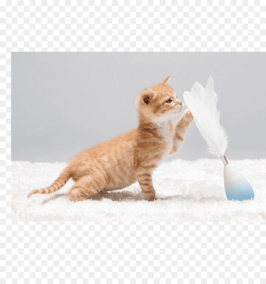 Râu Munchkin mèo con Mèo chơi và đồ chơi Mèo Khay - con mèo