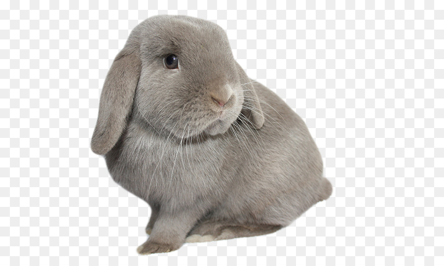 Heimische Kaninchen Hase Pelz Whiskers - Kaninchen