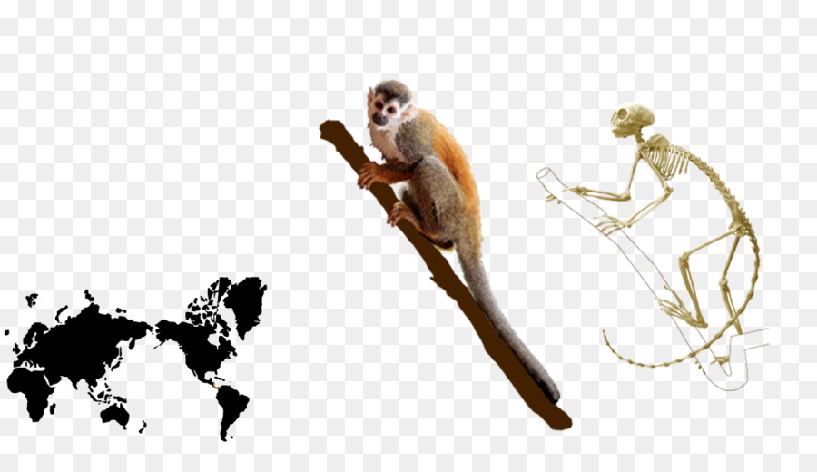 Comune di scoiattolo, scimmia all'Homo sapiens Centrale Americana scimmia scoiattolo - scoiattolo