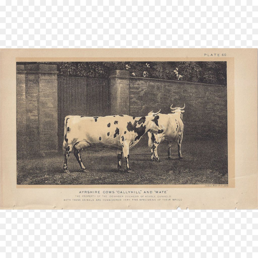 Milchkühe, Ochsen Stier - Bull