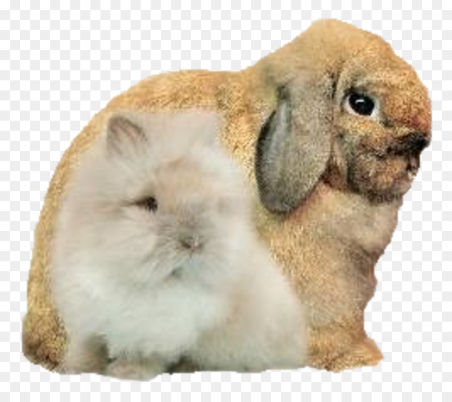 Heimische Kaninchen Schnurrhaare Fell Schnauze Fauna - Kaninchen