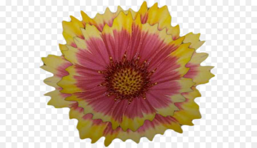 Transvaal daisy Chrysanthemum, Close up - Chrysantheme