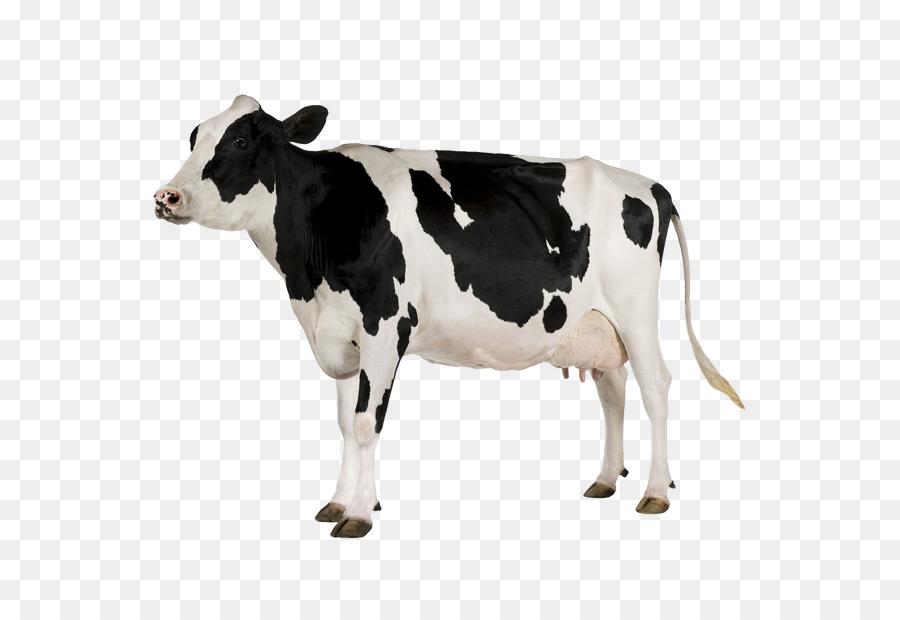 Holstein Friesian bestiame White Park di bestiame bovini da Latte bovini da Latte - zoo degli animali