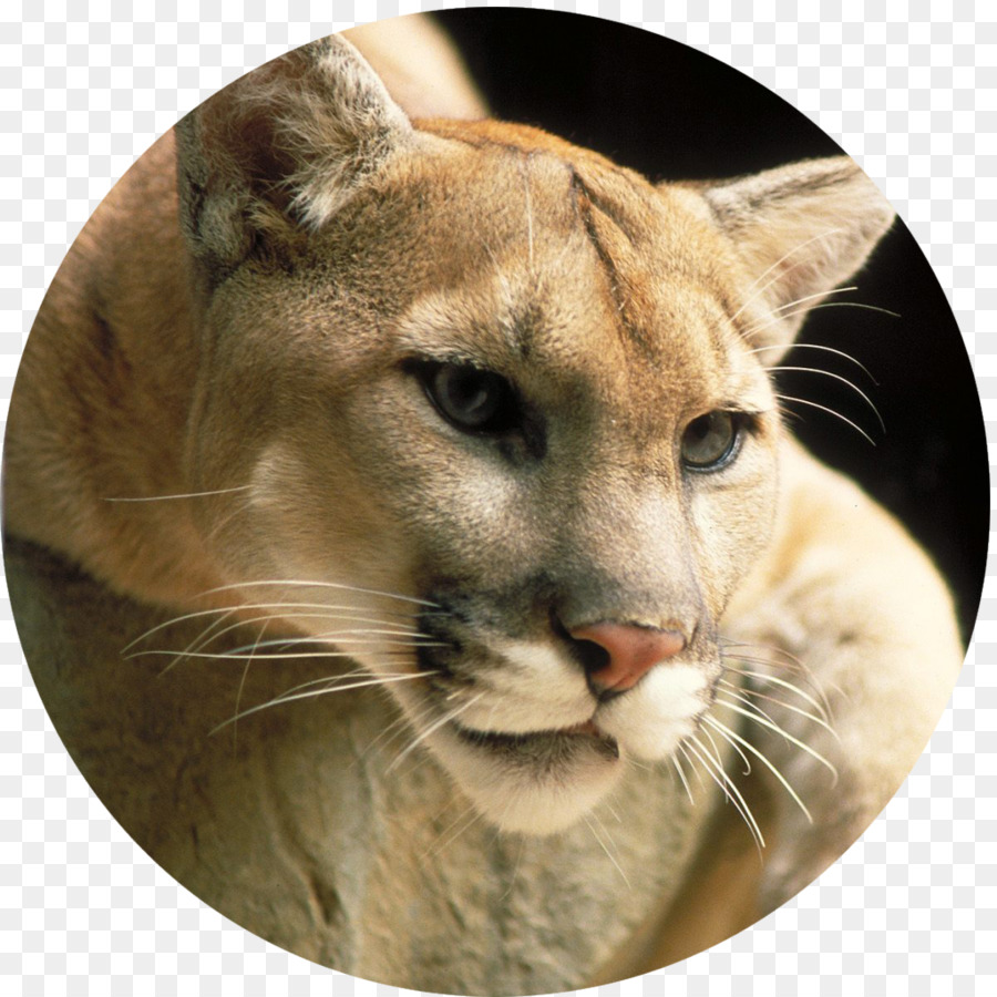Cougar Lion Großkatze Panther - Löwe