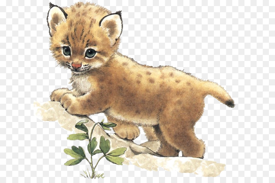 Wildcat Gattino Baffi - gatto