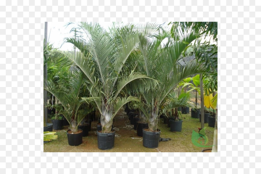 Babassu Dypsis decaryi Albero di palme da Olio - albero