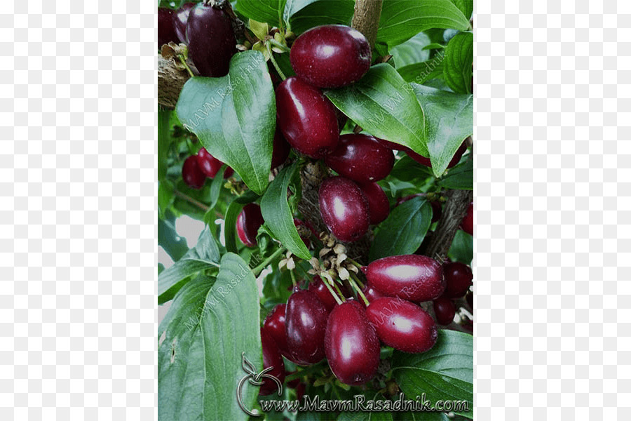 Uva spina Rasadnik MAVM Corniola ciliegia, Lingonberry - albero