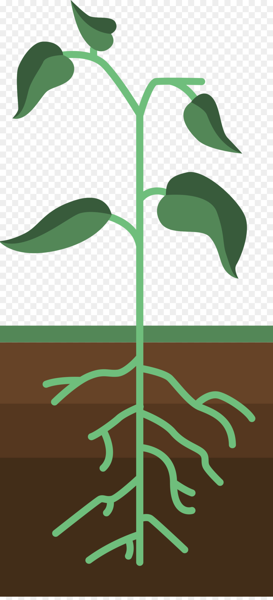 Keimung Download Clip art - Pflanzenwachstum