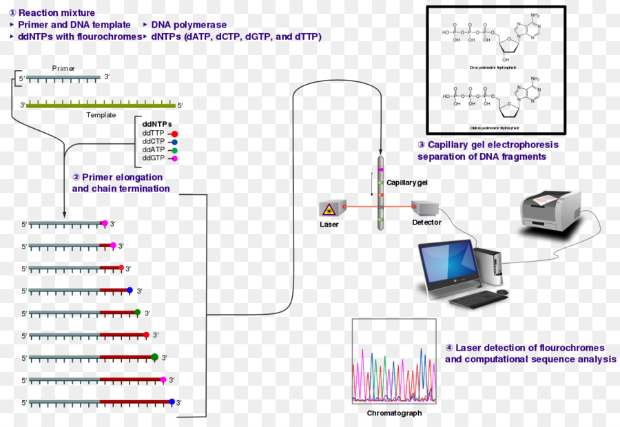 Sanger Sequencing Technology