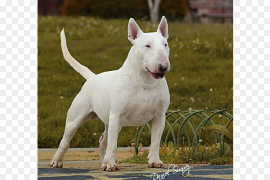 english pitbull terrier
