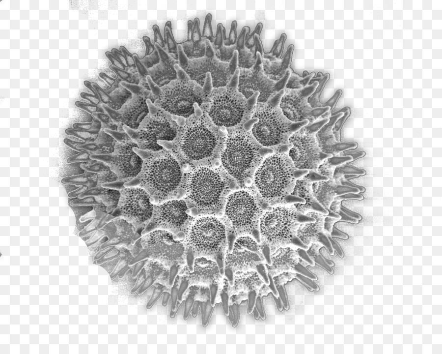 Pollen Rasterelektronenmikroskop Biene - Mikroskop