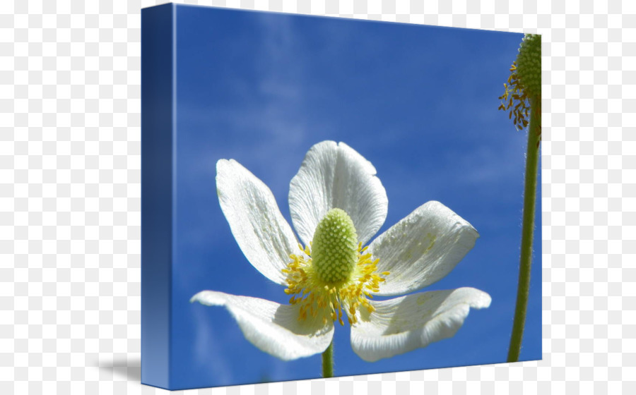 Seeanemone Wildflower Sky plc - Anemone