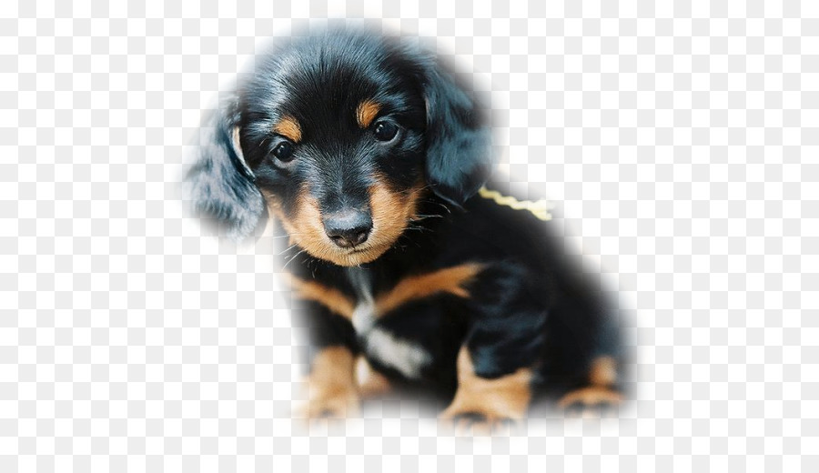Dog And Cat png is about is about Dachshund, Puppy, Black And Tan Coonhound, ...