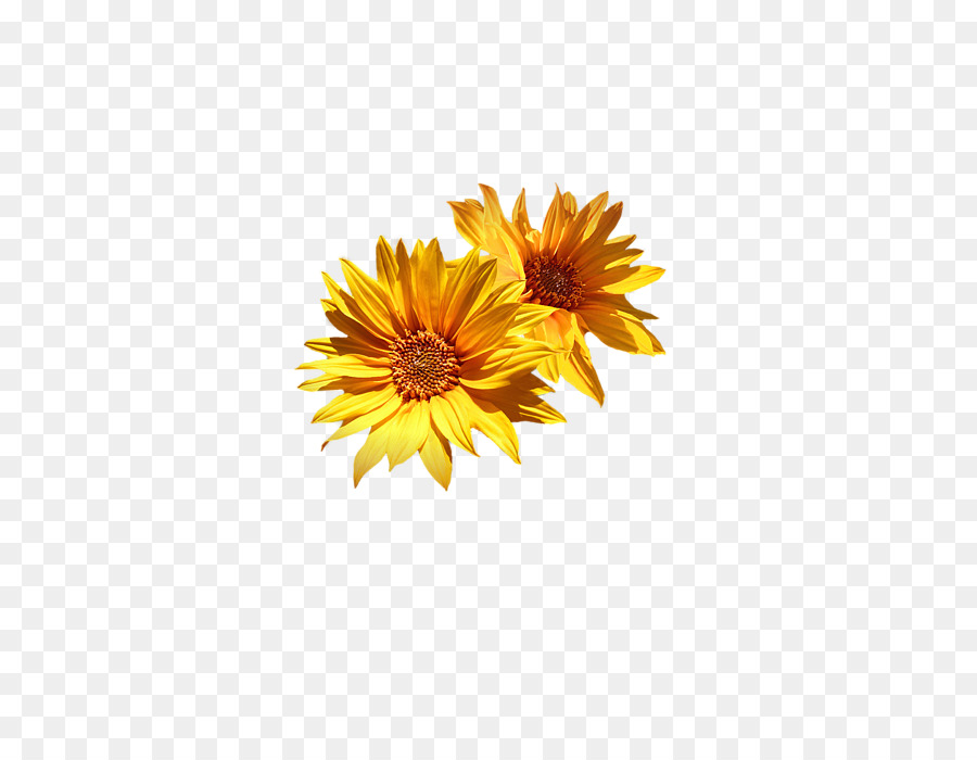Gemeinsame Sonnenblume Chrysantheme Schnittblumen Sonnenblumen-Medley Drucken - Sonnenblumen Ecke
