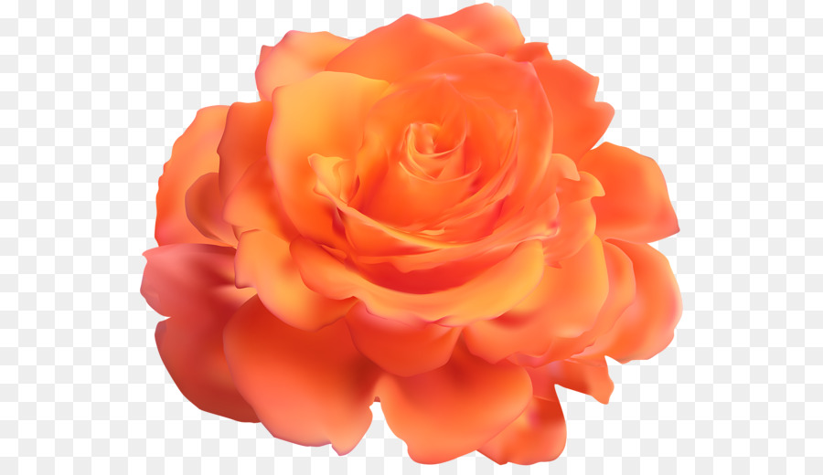 Hoa hồng trong vườn Clip nghệ thuật - aloe vera