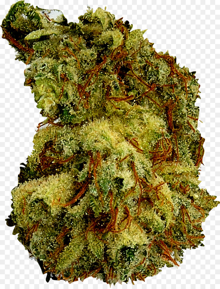 Cannabis verdure in foglie di Canapa - canapa