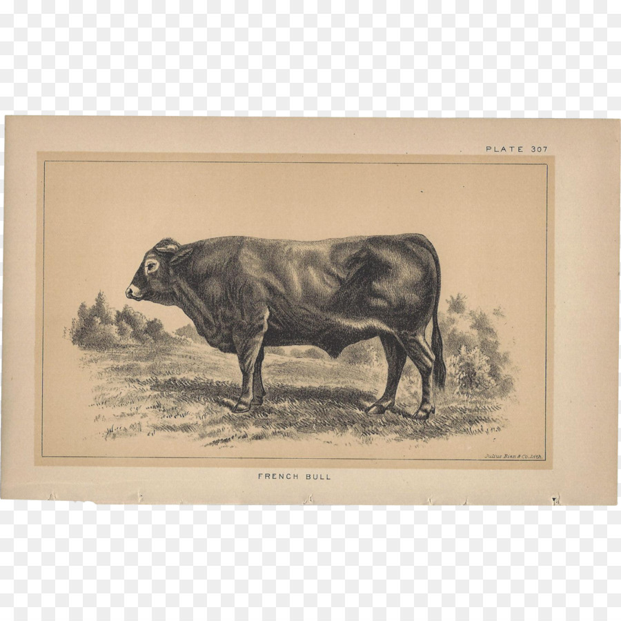 Stier Rind Ochse Schwein Bilderrahmen - Bull