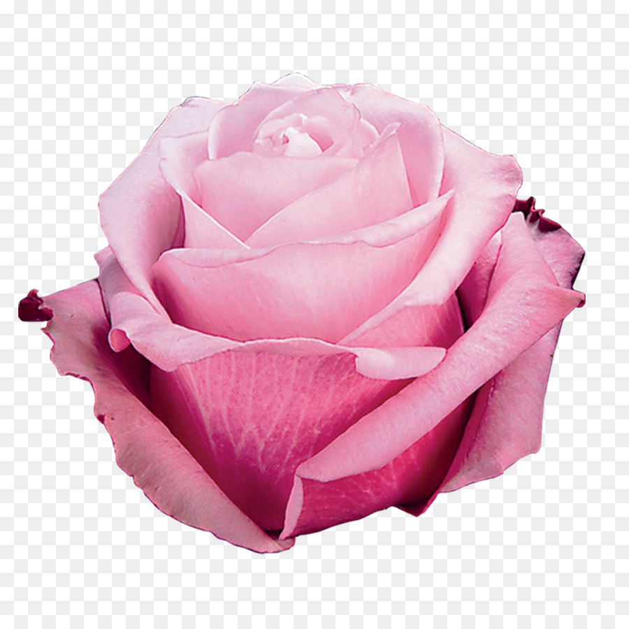 Le rose da giardino di Cavolo rosa Floribunda fiori recisi - fiore