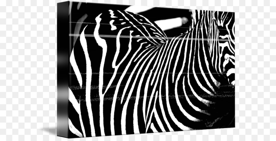 Marchio Zebra Fotografia - animale strisce
