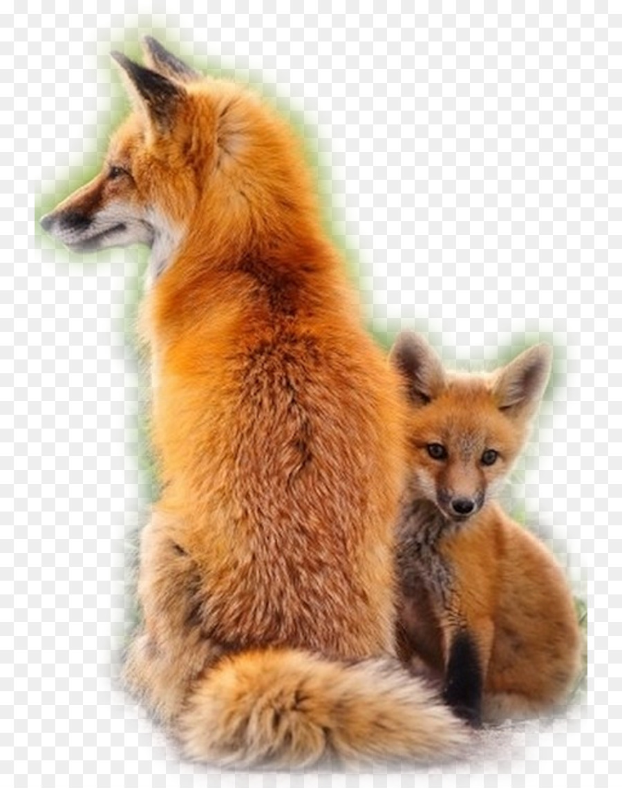 Red fox Hund Illinoian Kleinkind - Hund