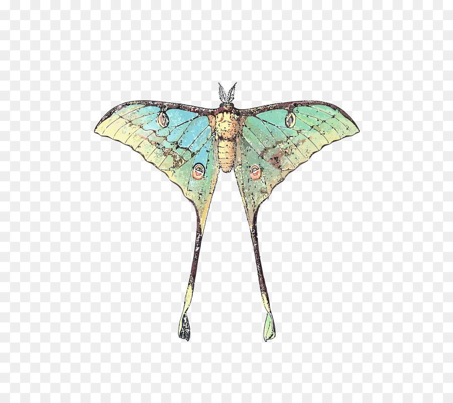 Butterfly, Luna Moth, Comet Moth, Moth, Insect, Cecropia Moth, Actias Selen...