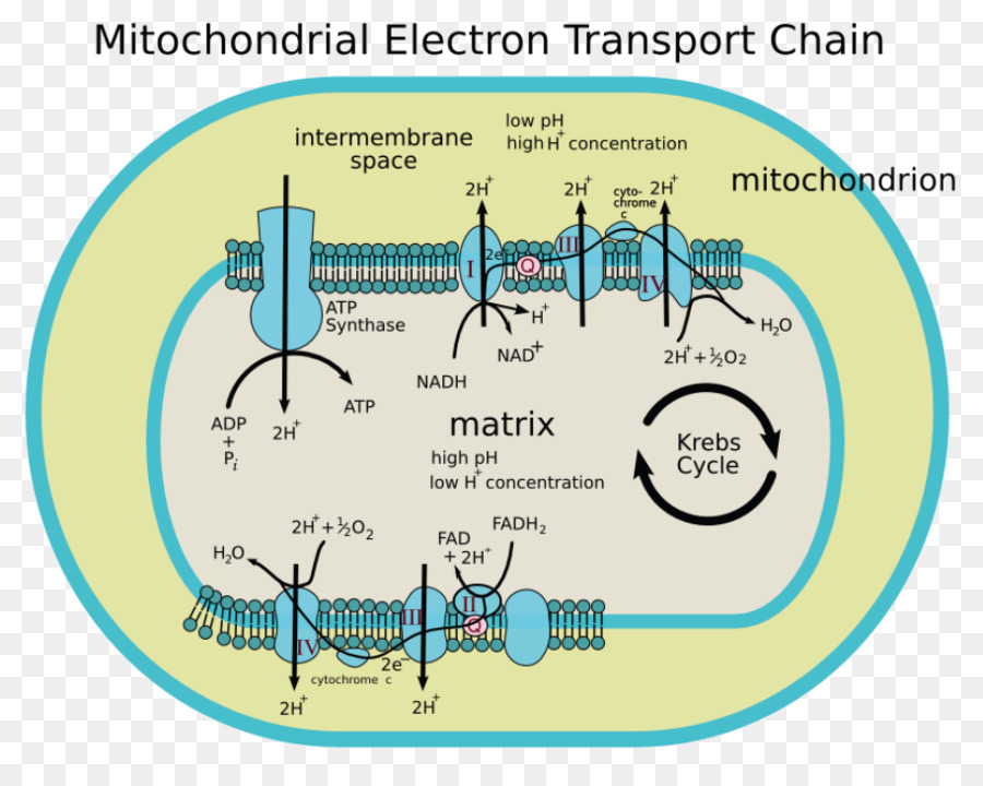 Elektronen-transport-Kette Mitochondrium Cytochrom c-oxidase und Oxidativer Phosphorylierung - andere