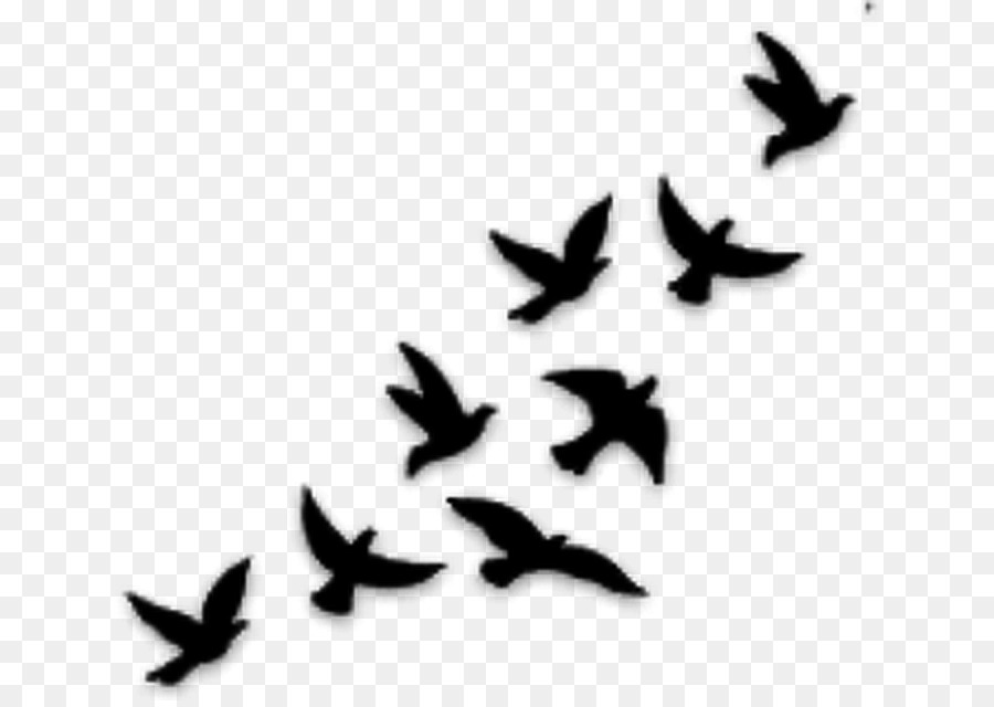 Chim bồ câu và chim Bồ câu như là biểu tượng con Chim hình Xăm hình Ảnh  con  chim png tải về  Miễn phí trong suốt Mỏ png Tải về